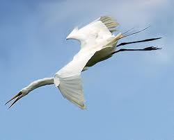 egret wikipedia